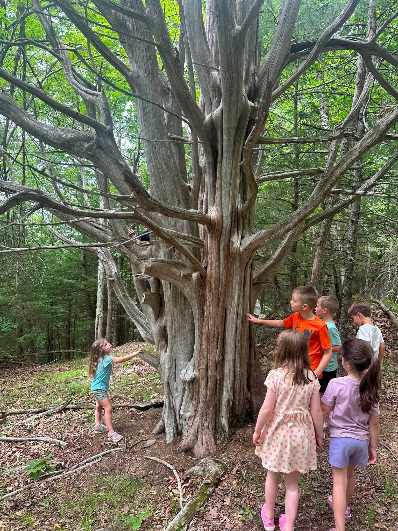 Children gathered around a giant old cedar in the forest